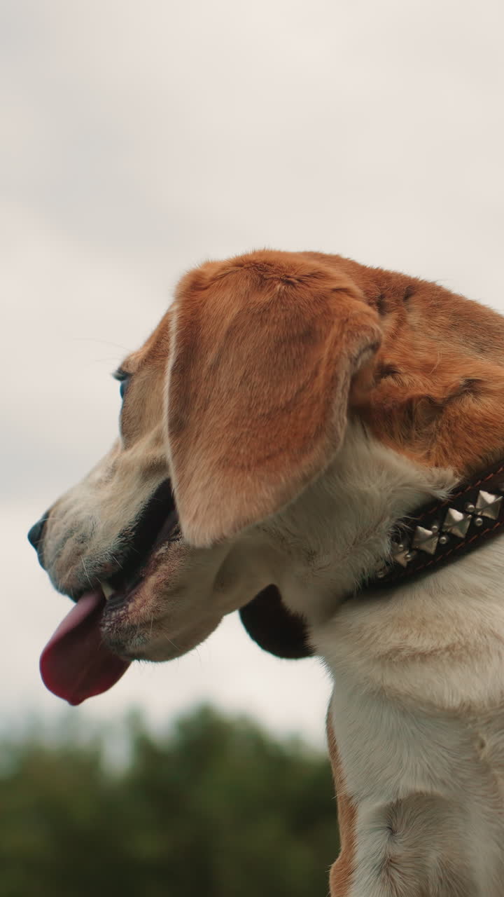 primo piano di un beagle di profilo che ansima all'aperto, manto color ambra caldo e collare borchiato, cielo nuvoloso e sfondo verde sfocato, espressione rilassata e messa a fuoco morbida e poco profonda, atmosfera tranquilla da parco