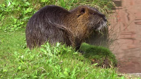 un castor se sienta a orillas de un río y se rasca 1
