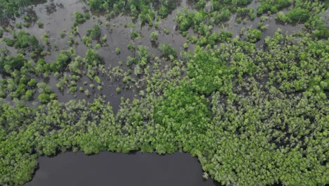 Aerial-view-of-Manialtepec-Mangroves-near-Puerto-Escondido,-Oaxaca,-Mexico