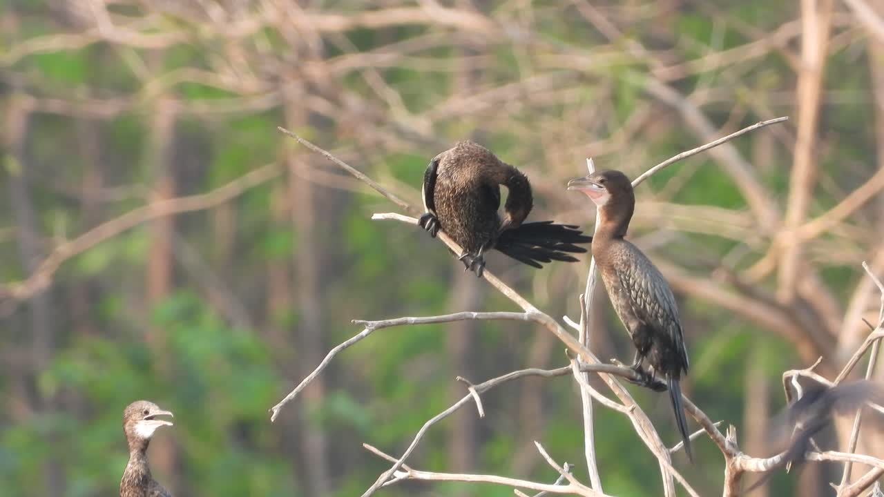 cormoranes en el área del estanque esperando orar.