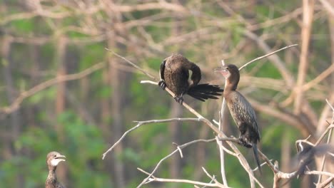 Cormorants-in-pond-area-waiting-for-pray-.