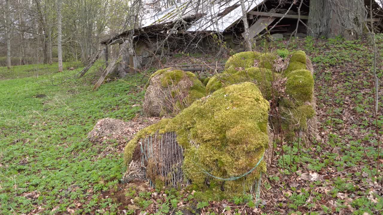 rollos de heno cubierto de musgo cerca de la granja dañada en la vista de cierre del cardán