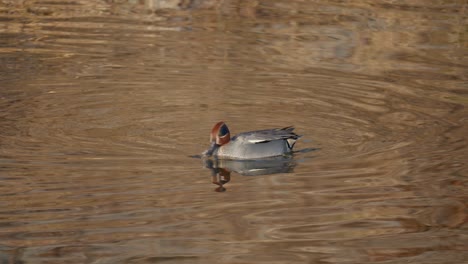 male common teal swims in the water and eats fresh seaweed on a sunny evening