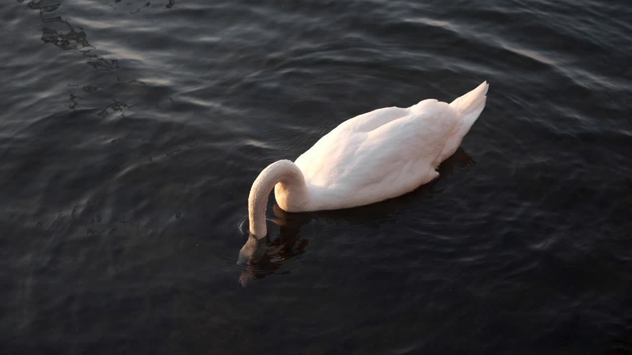 un cisne nadando en slomotion