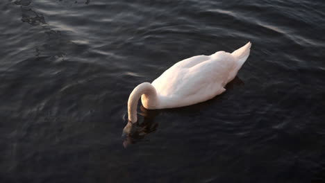 a swan swimming in slomotion