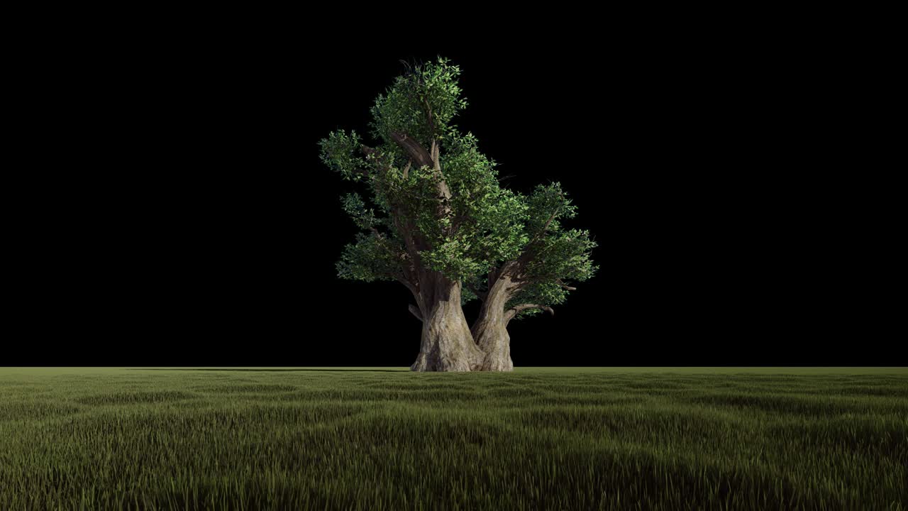 Beautiful African baobab isolated, Alpha Channel, 4K, loop