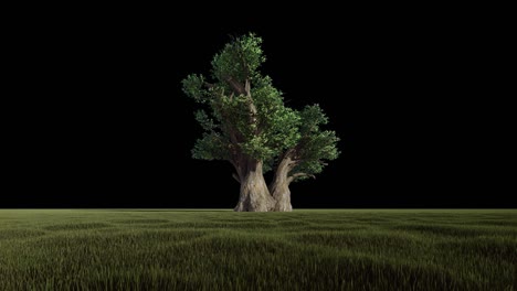 beautiful african baobab isolated, alpha channel, 4k, loop