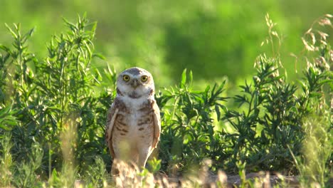 Erwachsener-Kaninchenkauz,-Der-Seine-Umgebung-Von-Seinem-Nest-Aus-Beobachtet