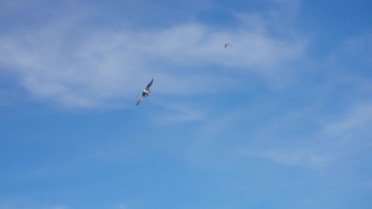 Måger svæver gennem en klar blå himmel med tynde skyer.