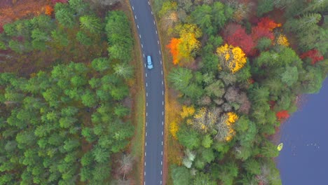 toma de seguimiento de arriba hacia abajo de un automóvil conduciendo en una carretera pavimentada a través de un bosque de pinos otoñales con un lago