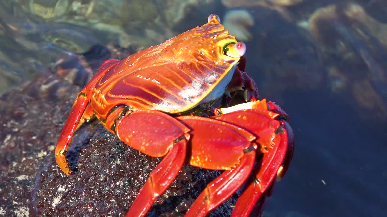 밝은 빨간색 샐리 라이트풋 크랩이 갈라파고스 해안 1의 바위에 달라붙습니다.