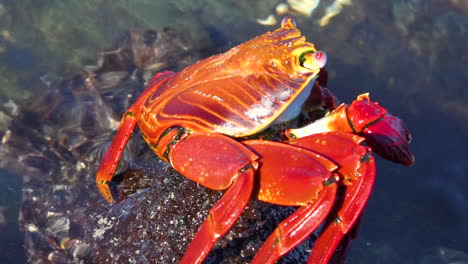 A-bright-red-Sally-Lightfoot-crab-clings-to-a-rock-on-a-Galapagos-shore-1