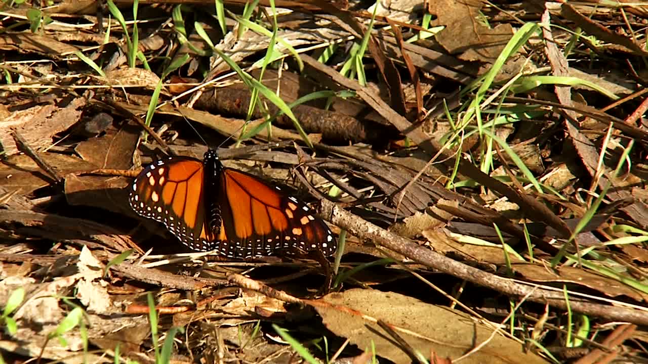 un primer plano de una mariposa monarca y un grupo de mariposas monarca colgando de un pino