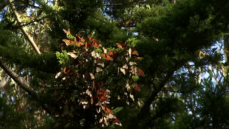 Un-Primer-Plano-De-Una-Mariposa-Monarca-Y-Un-Grupo-De-Mariposas-Monarca-Colgando-De-Un-Pino