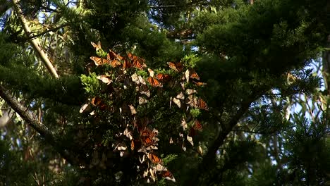 un primer plano de una mariposa monarca y un grupo de mariposas monarca colgando de un pino