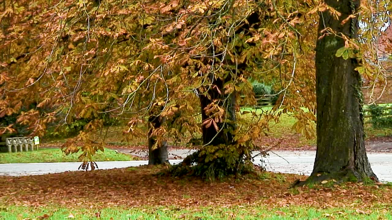 Horse Chestnut trees losing their leaves at the start of the Autumn season in England