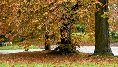 horse chestnut trees losing their leaves at the start of the autumn season in england