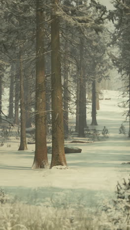 snowy forest landscape