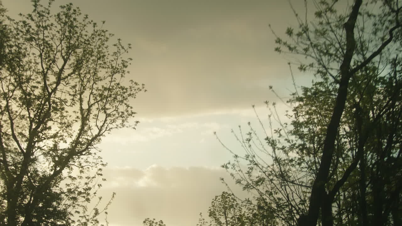 Overcast sky through treeline, Dolly Forward