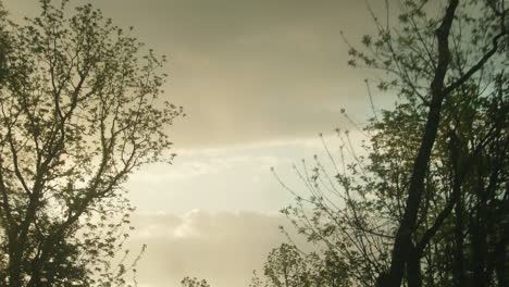 overcast sky through treeline, dolly forward