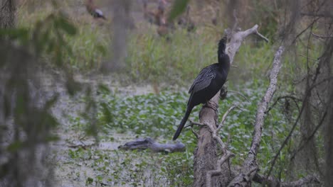 anhinga bird standing on overhanging branch with alligator head in the water