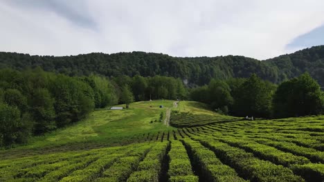 aerial pan shot of rolling green vineyards, tuscany, italy countryside