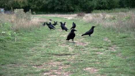 a group of crows walking on the grass and eating as something scares them and stratled birds fly away suddenly