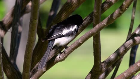 東方<unk> (eastern magpie-robin) 是泰國最常見的鳥類,可以在任何地方看到它.