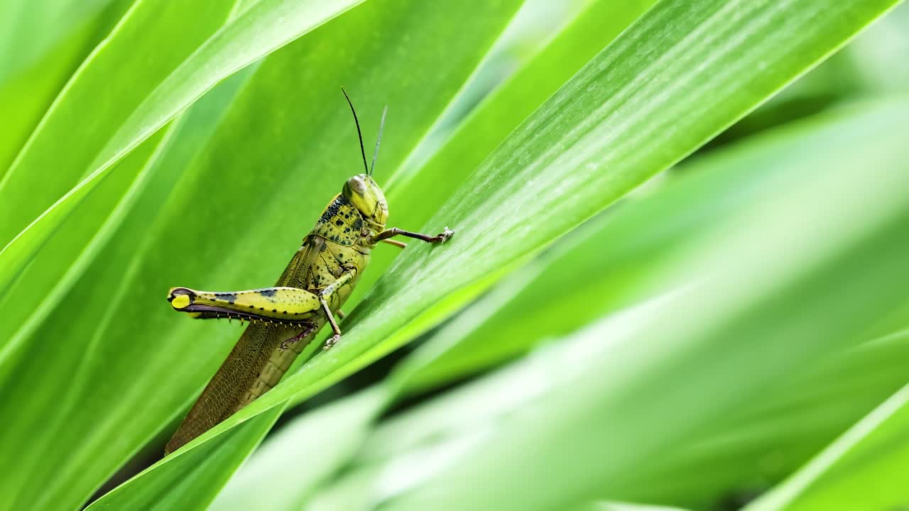 Grasshopper on Green Grass