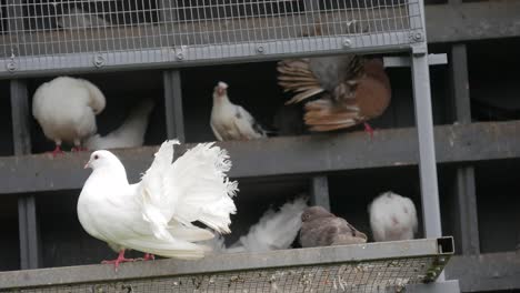 courtship between doves in the zoo