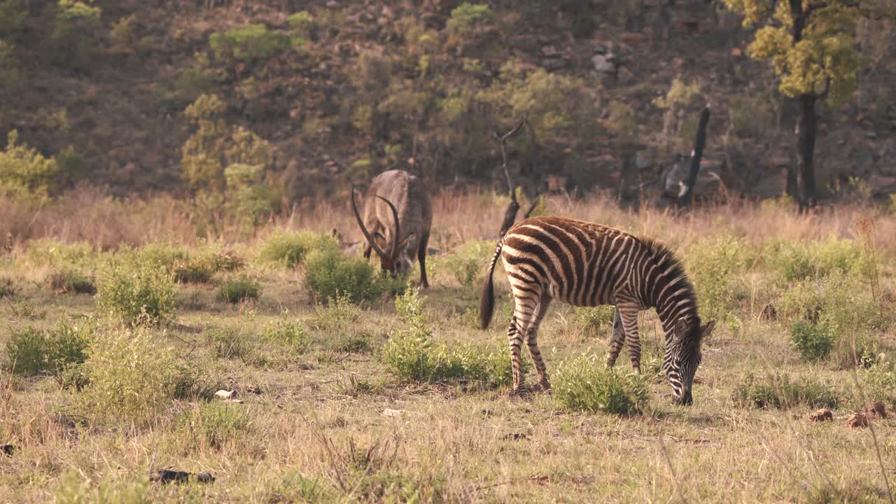 Plains zebras grazing together with waterbuck antelope in savannah