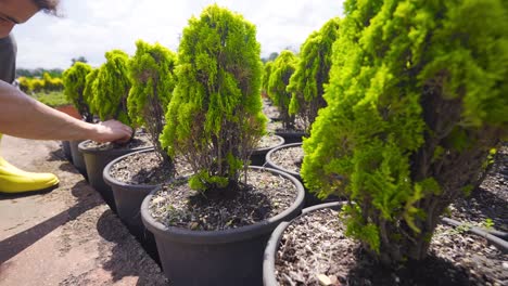 el joven agrónomo trabaja en el invernadero.