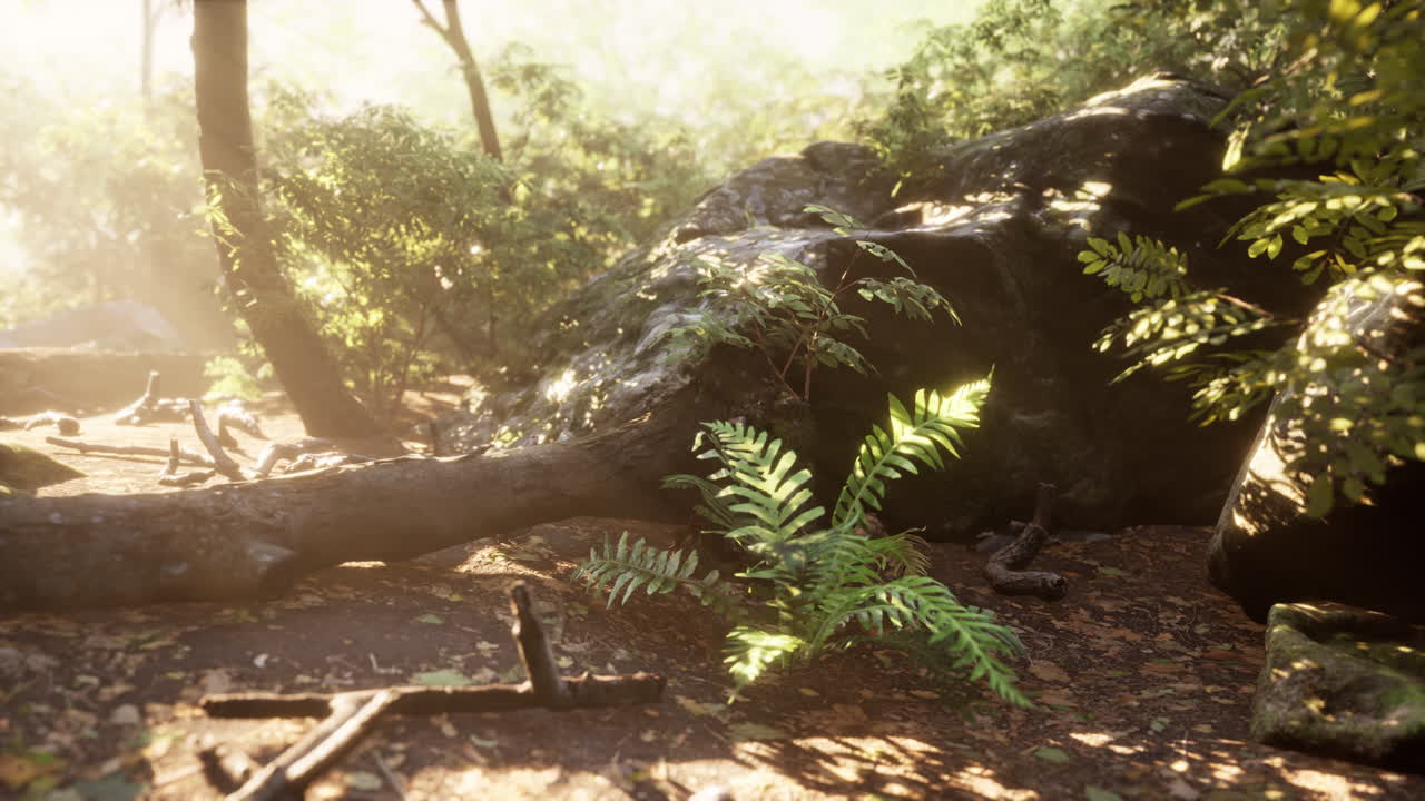 ⁇ 빛이 푸른 숲을 통해 빛납니다.