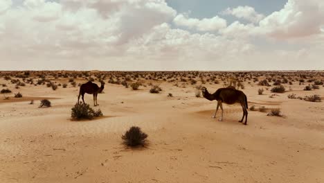 the drone is flying around two wild camels that are looking directly towards the camera in the sahara desert in tunisia aerial footage 4k