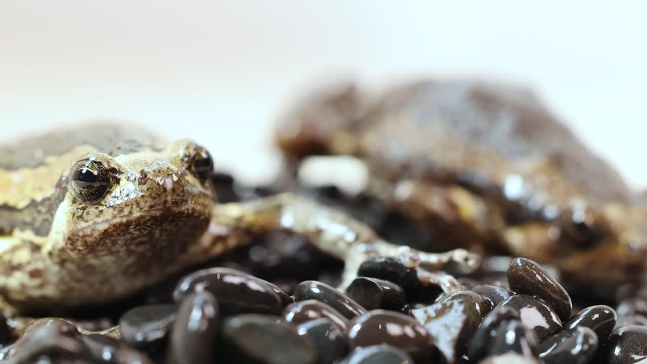 Two small frogs rest on glossy black rocks, breathing visibly in a brightly lit studio with a soft, neutral background and shallow depth of field