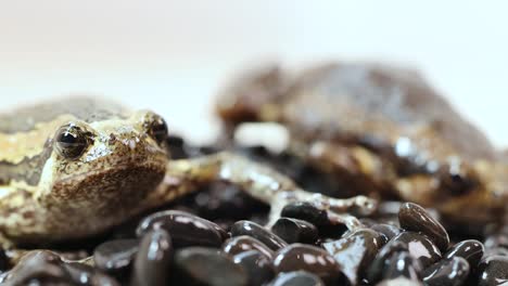 two small frogs rest on glossy black rocks, breathing visibly in a brightly lit studio with a soft, neutral background and shallow depth of field