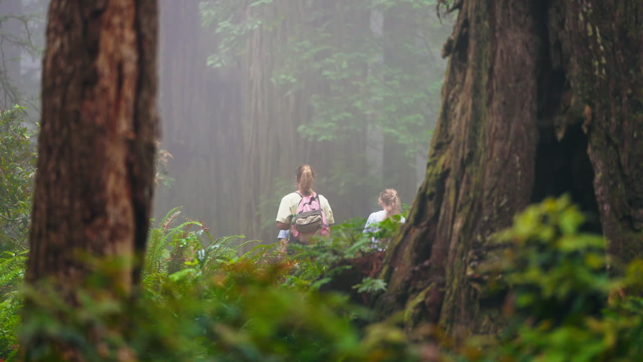 Discovering redwood wonders a mother and her children enjoy forest trails