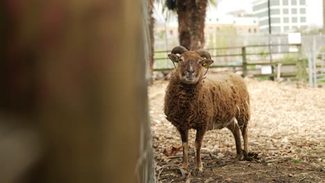 Slow-motion-shot-of-a-red-color-sheep-chewing-its-food