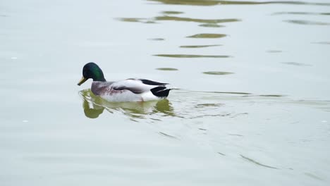 el pato real macho joven flota en un lago tranquilo