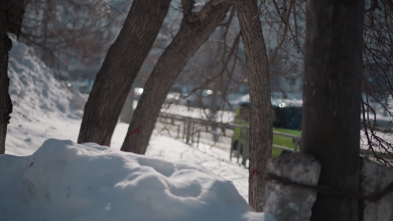 Winter scene with leafless trees and deep snowbank beside city roadway, sunlight glinting while cars glide past in background, tranquil urban nature contrast, crisp cold atmosphere