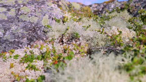 arctic tundra. beautiful nature norway natural landscape.