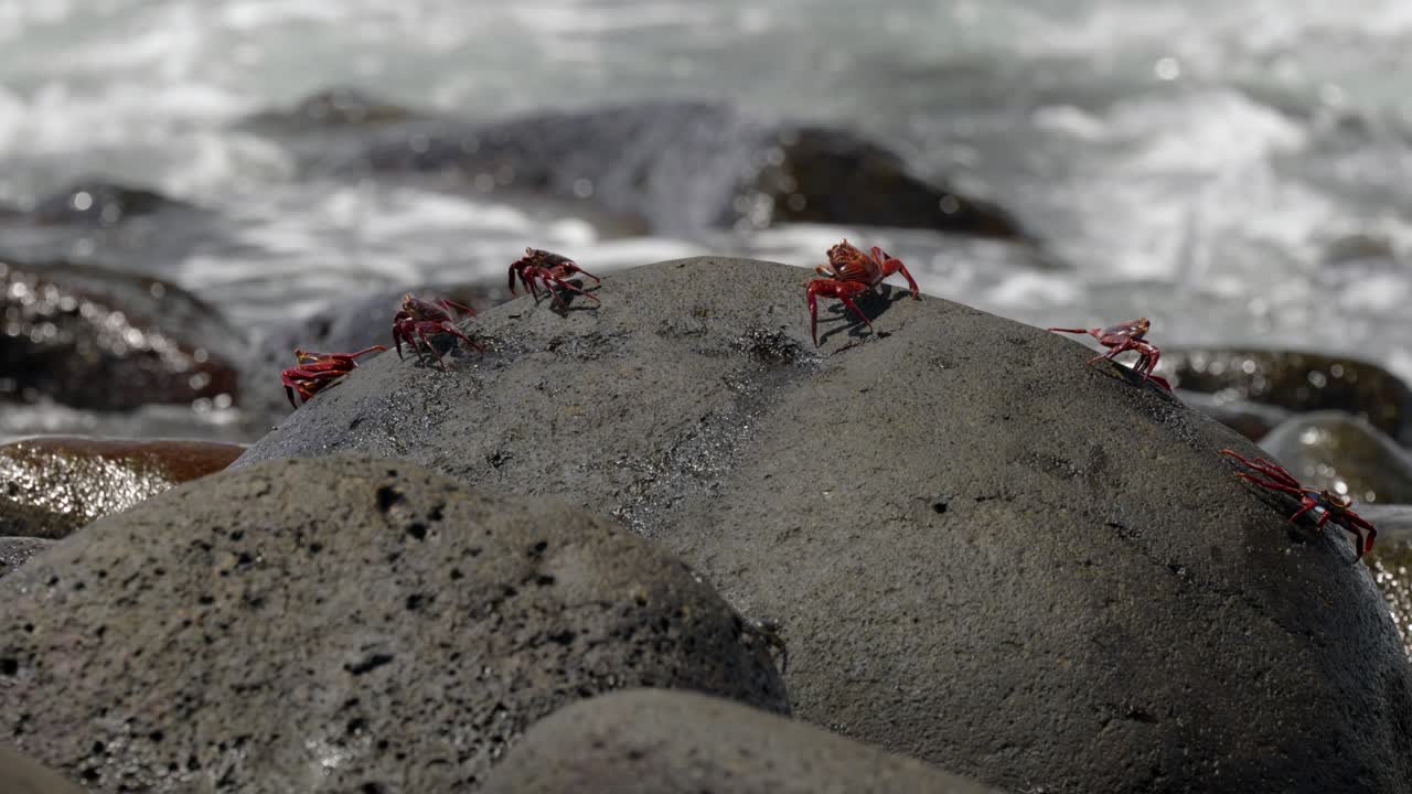 Sally Lightfoot crabs walk across a boulder as waves crash over the rocks in the background in the Gl&aacute;pagos Islands, Ecuador