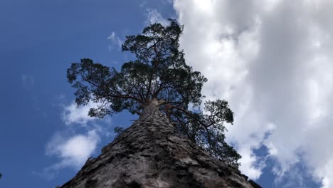 pine tree up view from the bottom ground shot wide angle with blue sky behind on the top of the winter pine tree