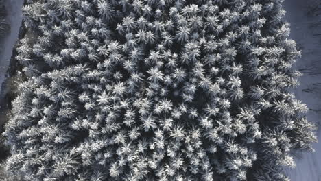 Aerial-Shot-Of-Conifer-Trees-Covered-In-Snow,-Winter-Forest-Nature-Landscape