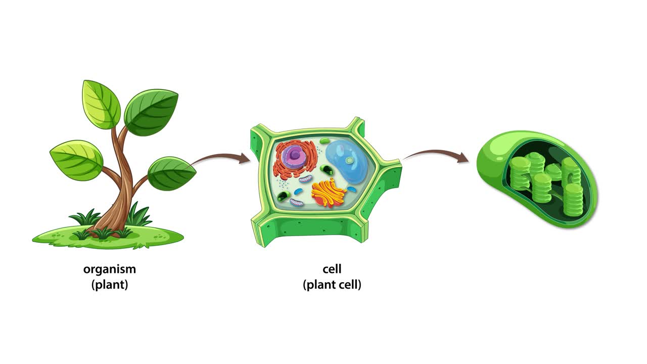 Animated sequence visually transitions from a whole plant to a plant cell, then zooms into a chloroplast organelle, using clear labeling and smooth camera movement
