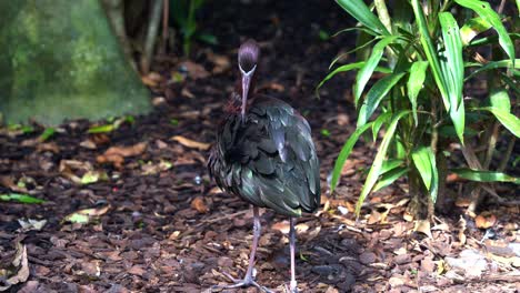 Close-up-shot-capturing-a-glossy-ibis,-plegadis-falcinellus-preening-its-iridescent-feathers-with-its-long-bill,-Australian-native-wildlife-bird-species