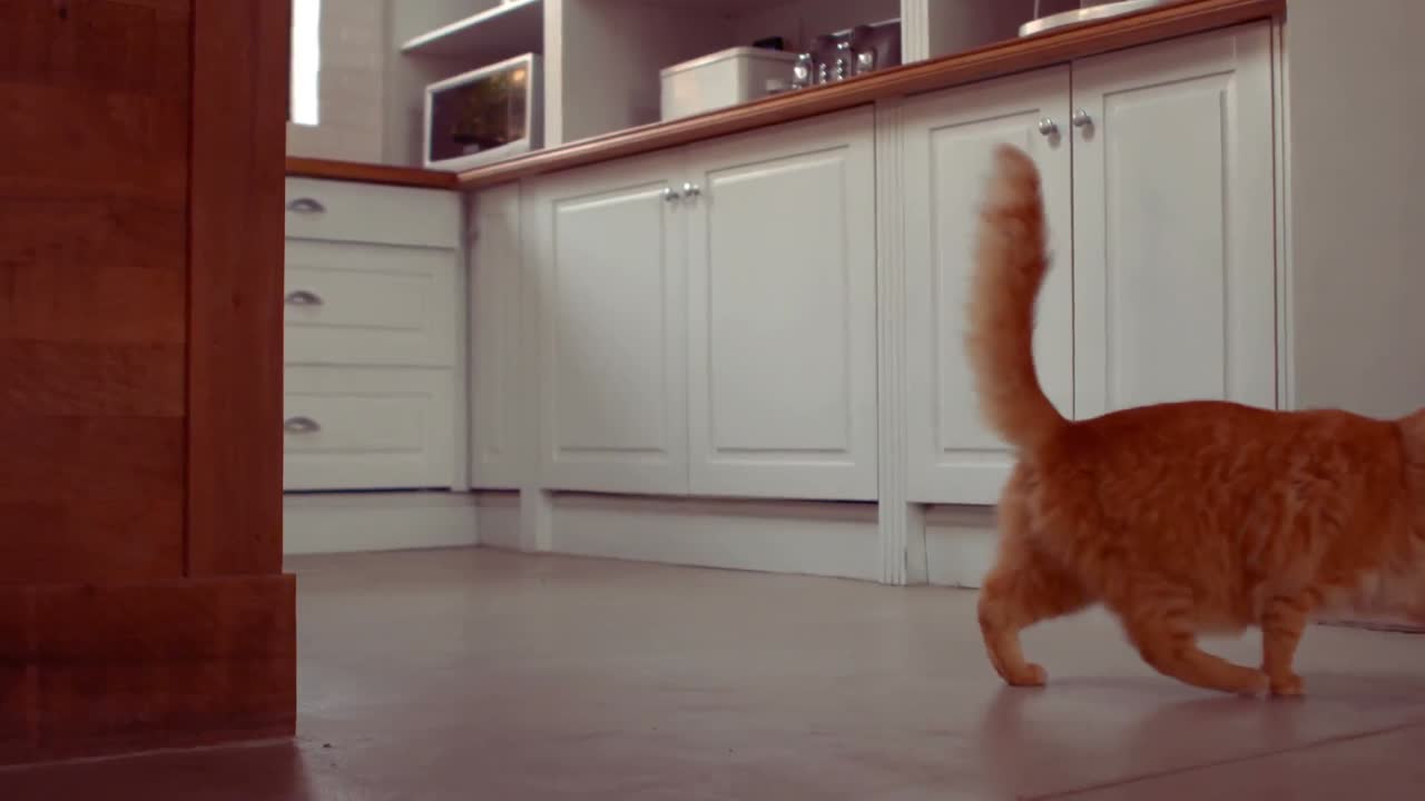 un gato rojo cae en el suelo