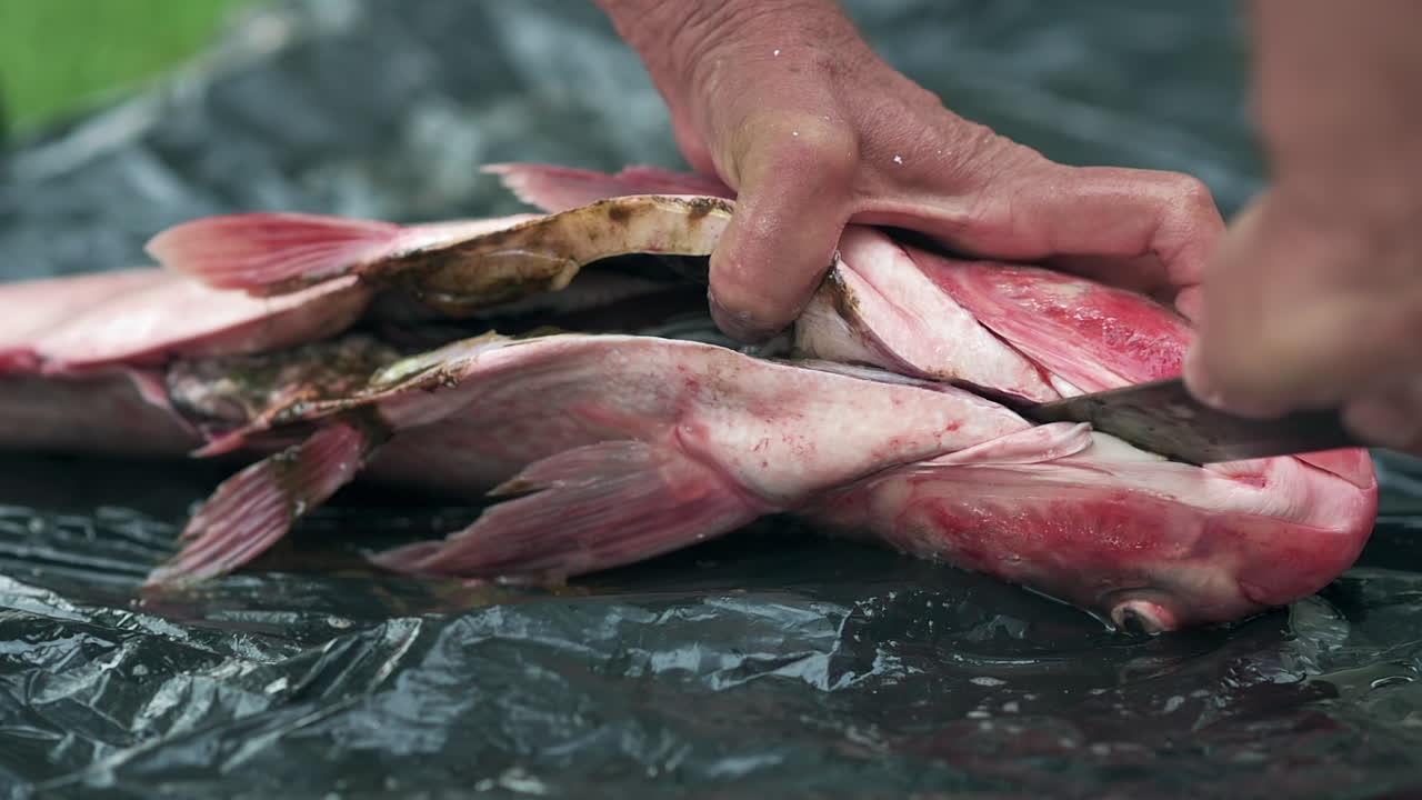 Open fish showing internal organs during cleaning process