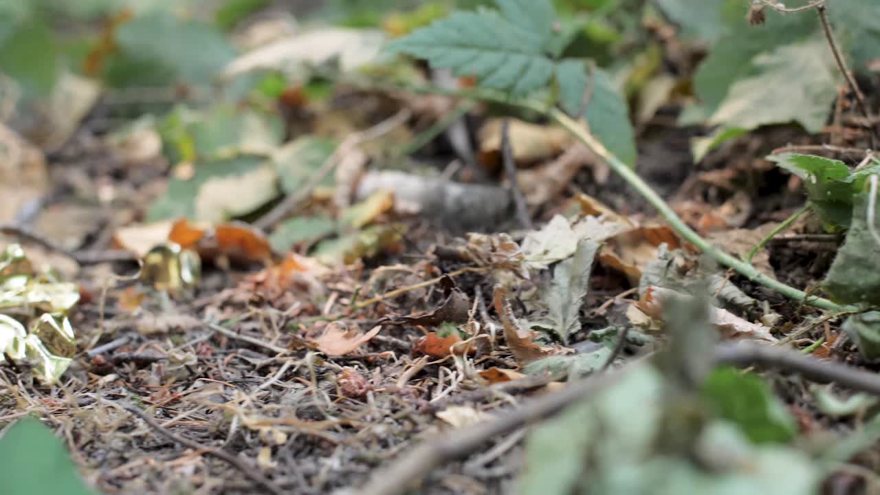숲 바닥에 있는 나뭇잎과 식물의 슬라이더 샷