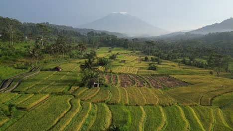 a spectacular sunrise near sidemen in bali during the summer with clear skies, volcano views and lush green rice fields, aerial